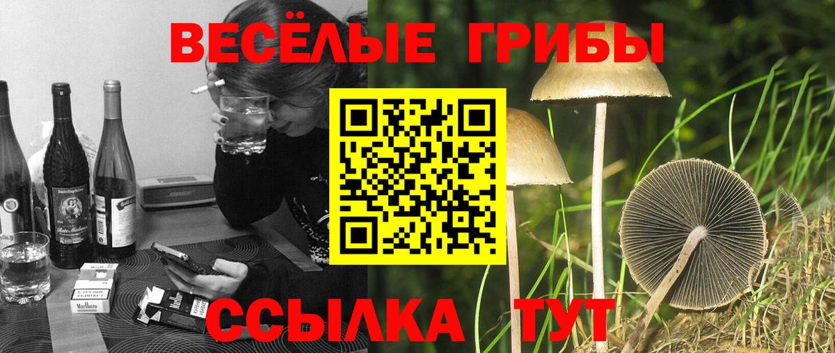 Галлюциногенные грибы Psilocybine cubensis Барабинск